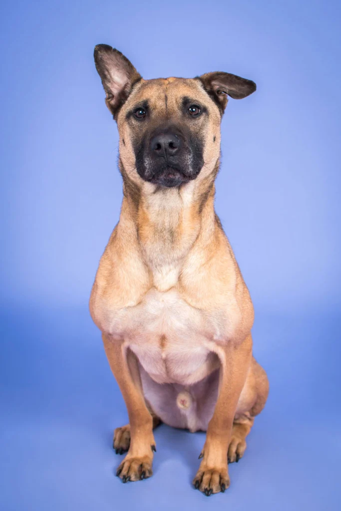 dog training frederick md, puppy training frederick md, dog trainers frederick md, dog agility training near me, puppy training gaithersburg md, puppy obedience training near me, dog trainer gaithersburg md, dog agility training damascus md, dog classes damascus md, puppy training rockville md, dog trainer rockville md, dog training rockville md, dog trainer clarksburg md, dog training bethesda md, dog trainer montgomery county, dog trainer potomac md, dog frisbee training near me, dog training gaithersburg, dog trainer damascus md, dog training damascus md