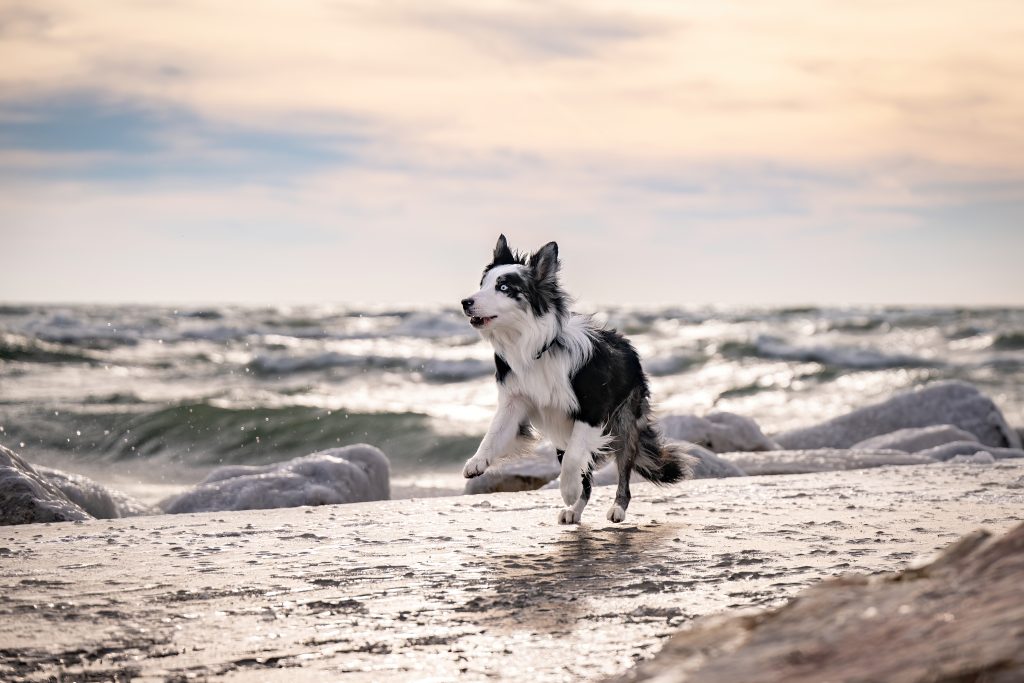 dog training frederick md, puppy training frederick md, dog trainers frederick md, dog agility training near me, puppy training gaithersburg md, puppy obedience training near me, dog trainer gaithersburg md, dog agility training damascus md, dog classes damascus md, puppy training rockville md, dog trainer rockville md, dog training rockville md, dog trainer clarksburg md, dog training bethesda md, dog trainer montgomery county, dog trainer potomac md, dog frisbee training near me, dog training gaithersburg, dog trainer damascus md, dog training damascus md