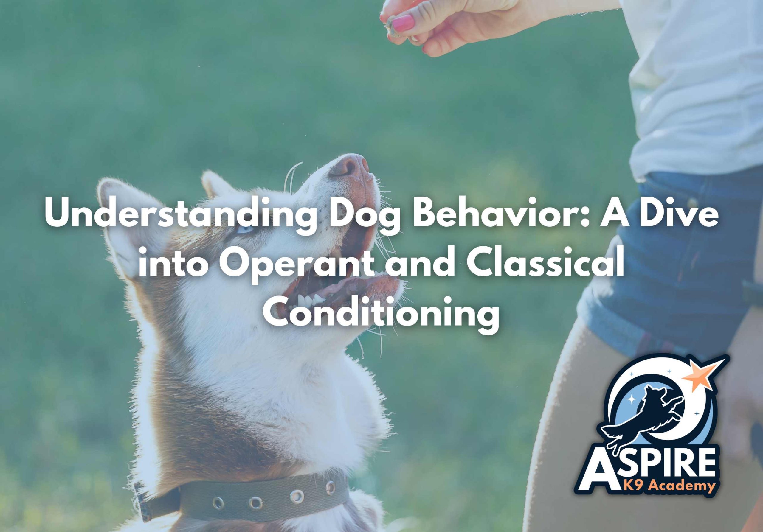 Understanding Dog Behavior: A Dive into Operant and Classical ...