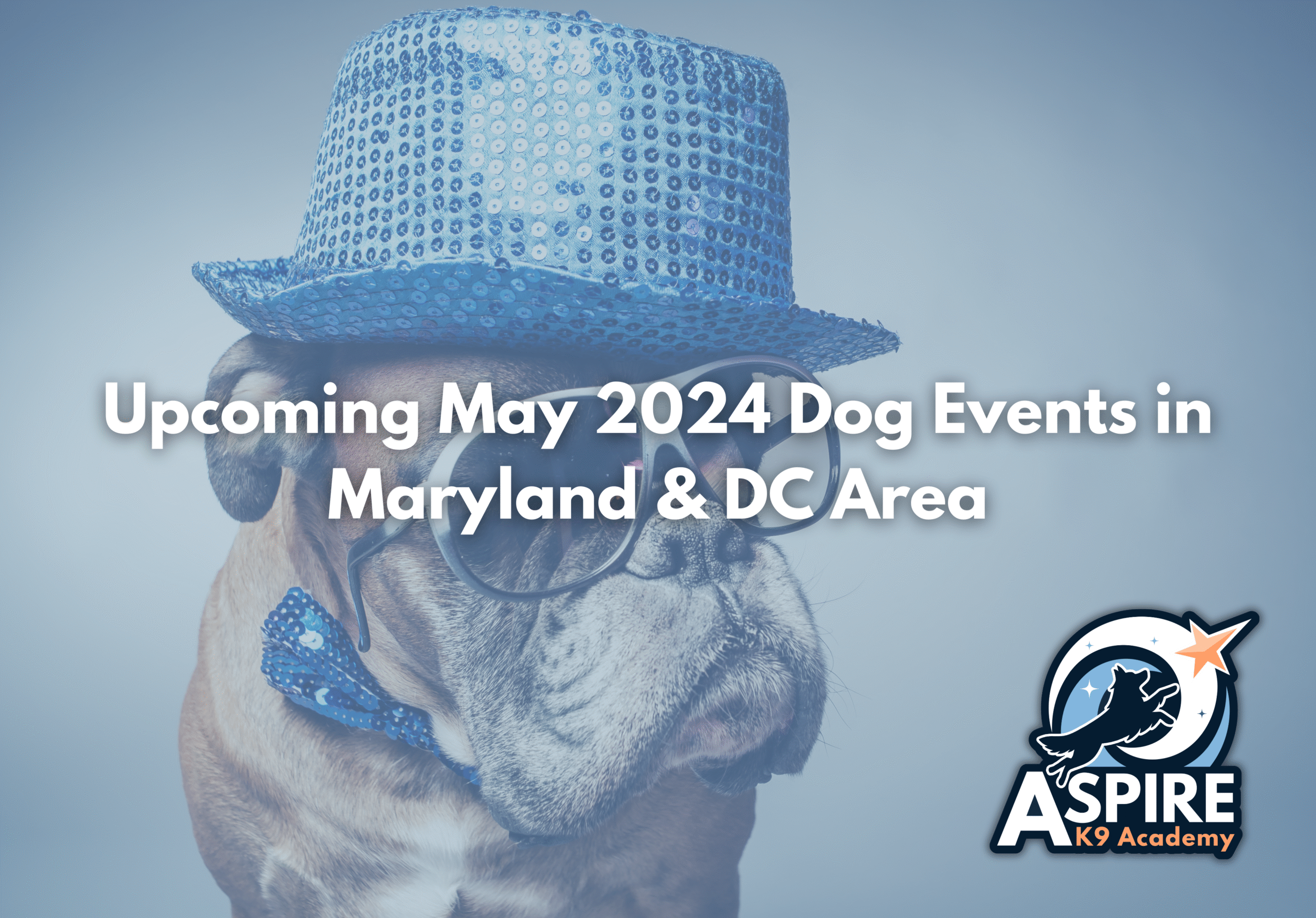 Upcoming May 2024 Dog Events in Maryland & DC Area, dmv dog trainer, dmv dog training