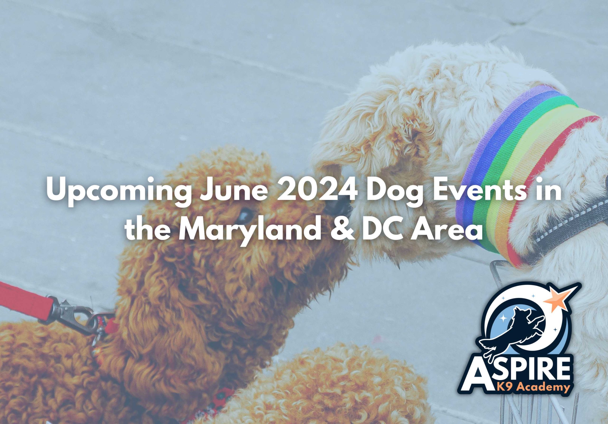 Upcoming June 2024 Dog Events in the Maryland & DC Area